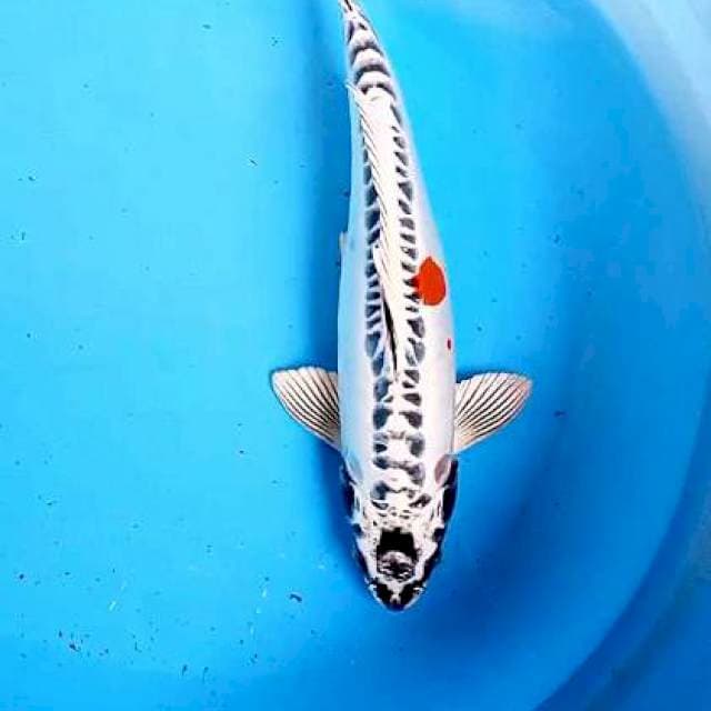 Kikokuryu 35 cm