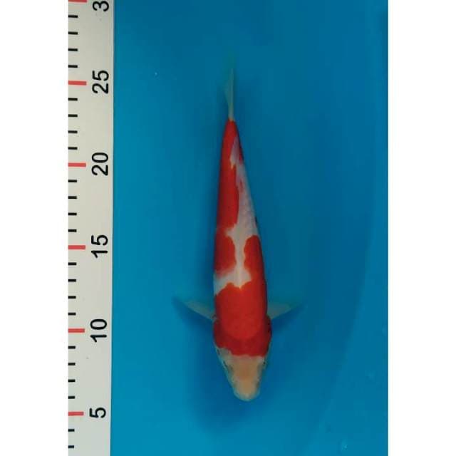 kohaku merah strong 21 