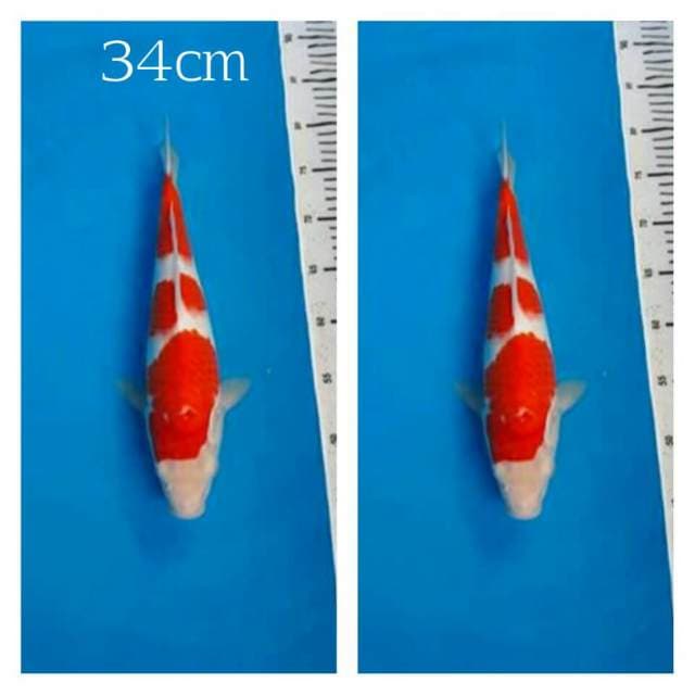 Kohaku merona