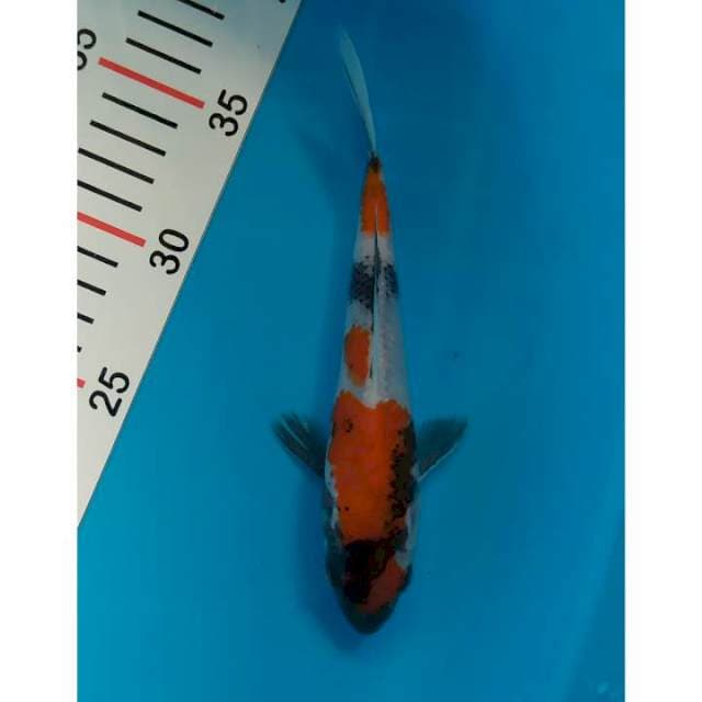 maruten showa 21 cm