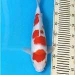 HQ Kohaku Male JT F1 Ogata
