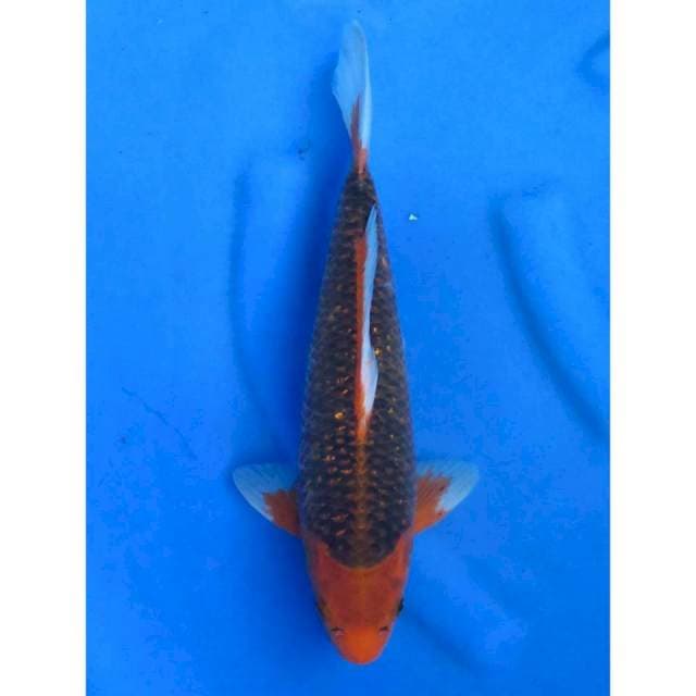 Matsuba Super Body - 35cm
