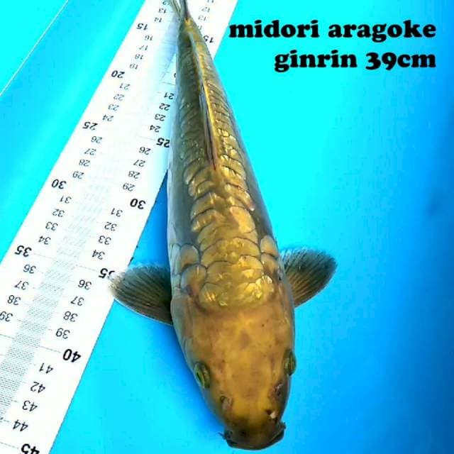 Midori Aragoke 39 cm
