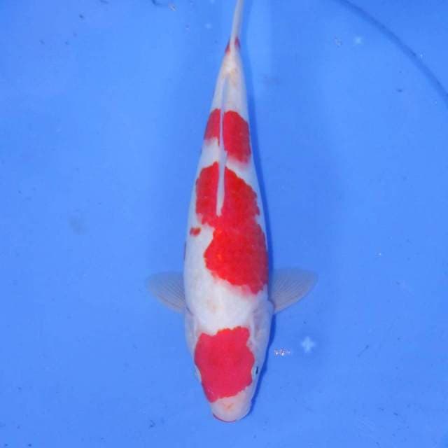 KOHAKU