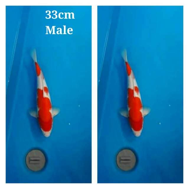 Kohaku male