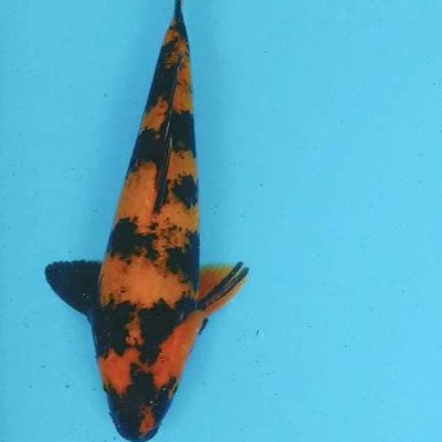 Utsuri 28cm fm