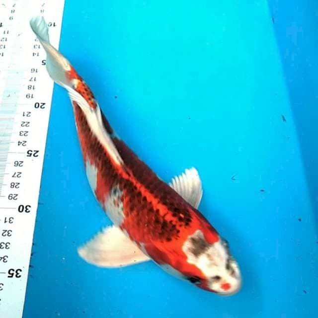 Kujaku 28 cm