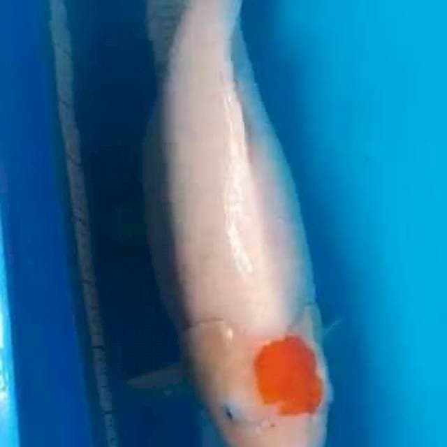 Tc Kohaku 55cm
