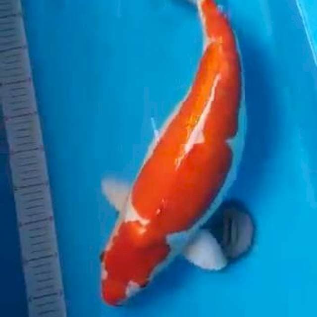 Kohaku Doit 55cm