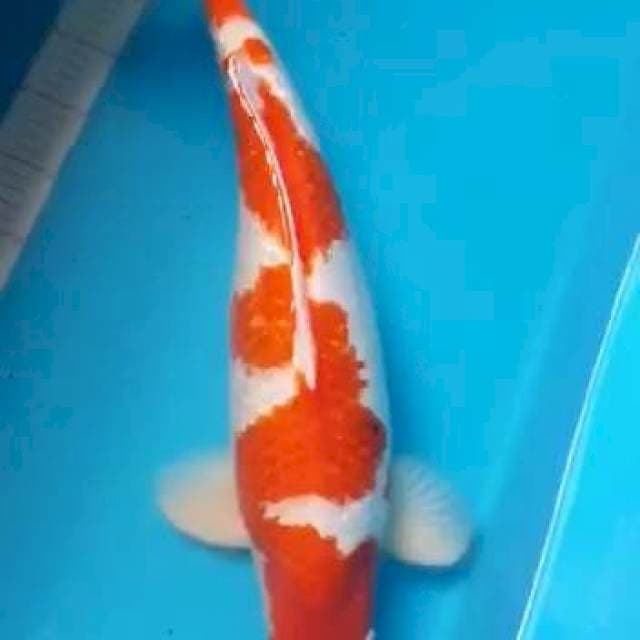 Kohaku Inazuma Ginrin 55cm
