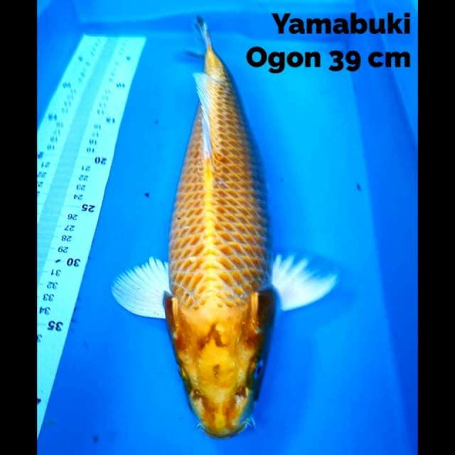 Yamabuki Ogon 39 cm