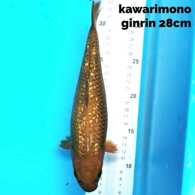 Kawarimono 28cm