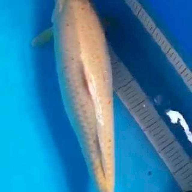 Karashi 56cm Import Serti