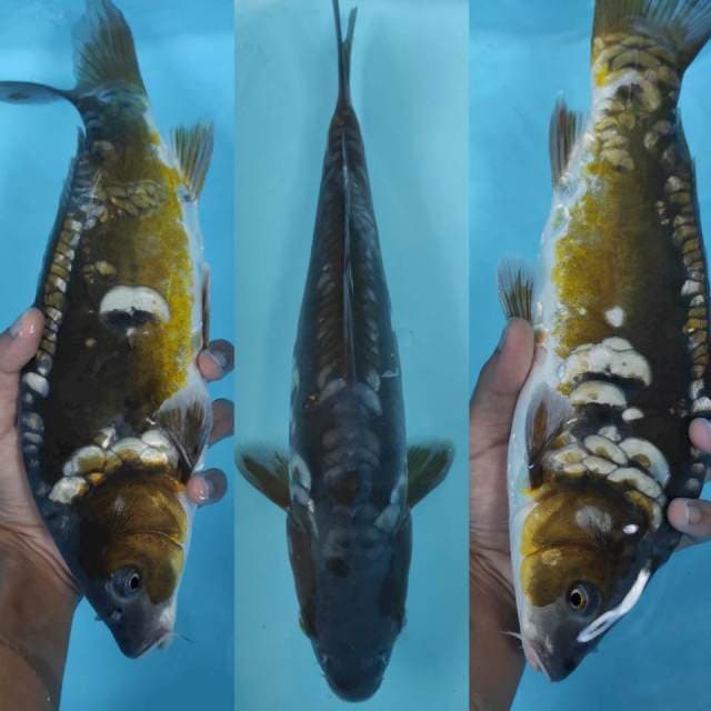 Ochiba Aragoke 32cm