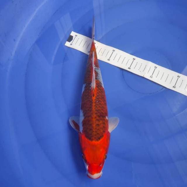 Goshiki Strong 32cm