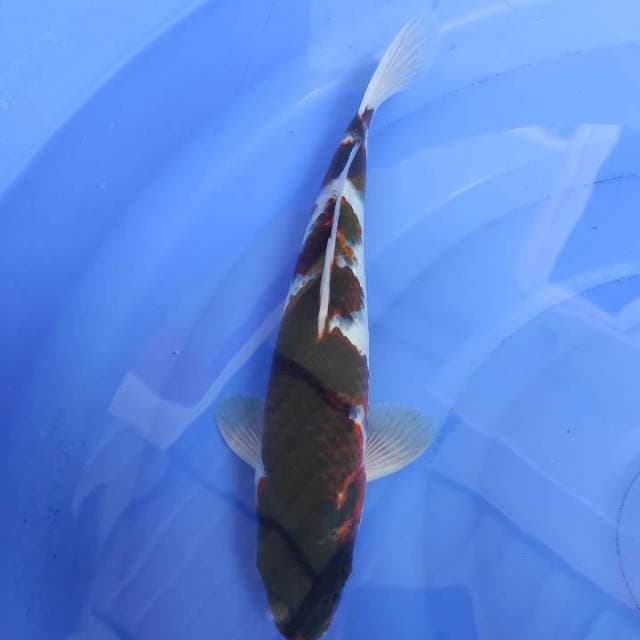 Goromo 31cm