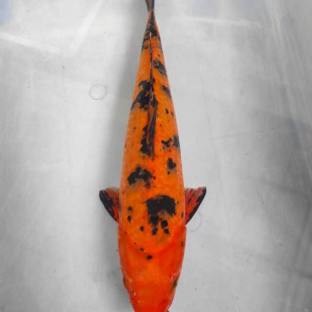 Aka Bekko 30cm