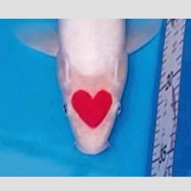 love poison original unique koi fish 40bu