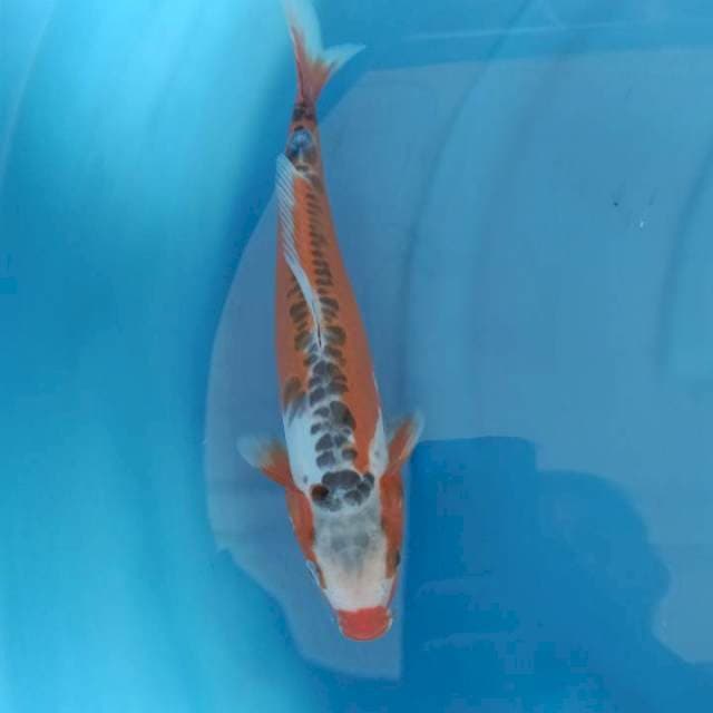 F1 SHUSUI