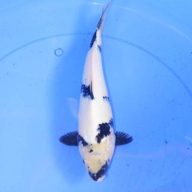 30cm SHIRO BERSIH