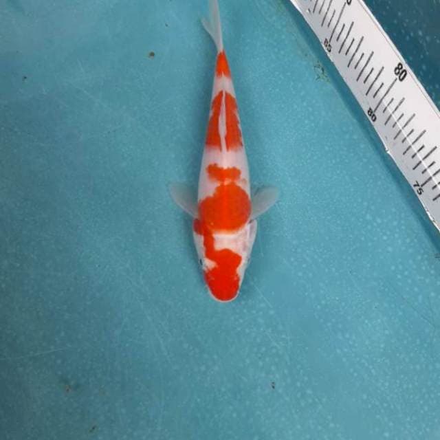 Kohaku hq 18 cm