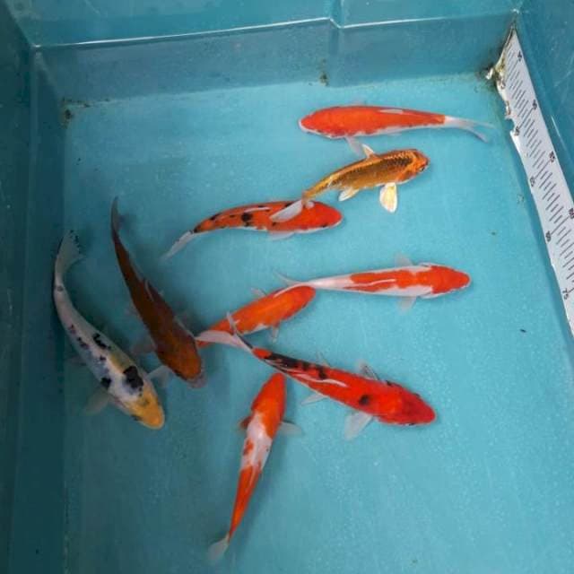 Mix 9 ekor 15 - 20cm