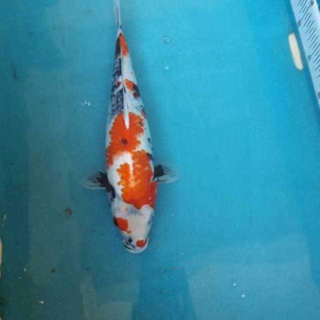 Showa 32 cm