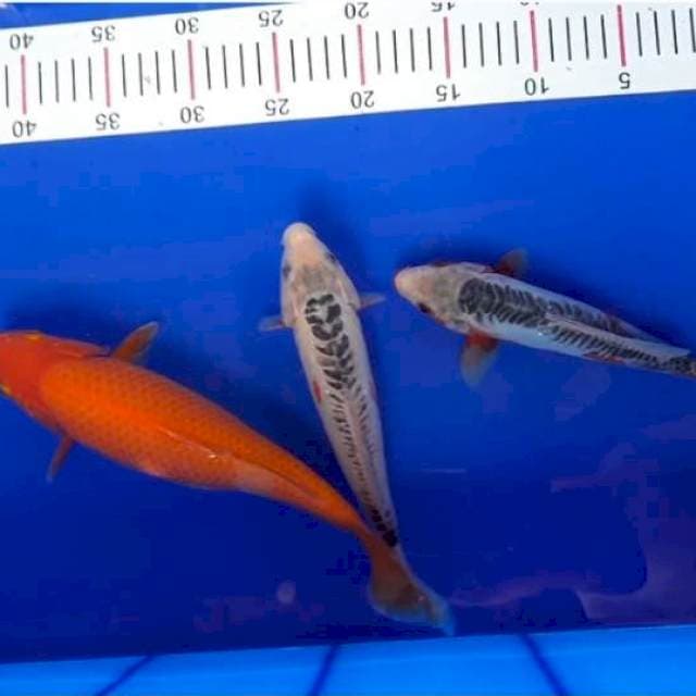 Karasi merah 27 cm dan shusui 22 cm up