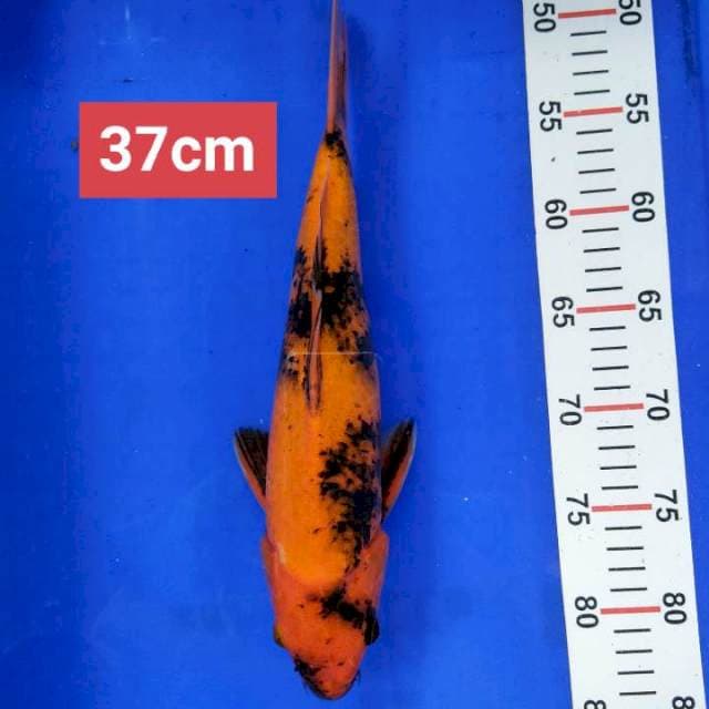 Utsuri tembus perut 37 cm