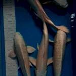 PLATINUM 31-34CM