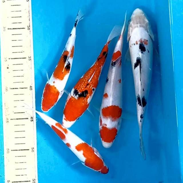 Paket 5 ekor "kohaku,sanke, 17-23 cm"