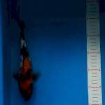 Showa 26 cm