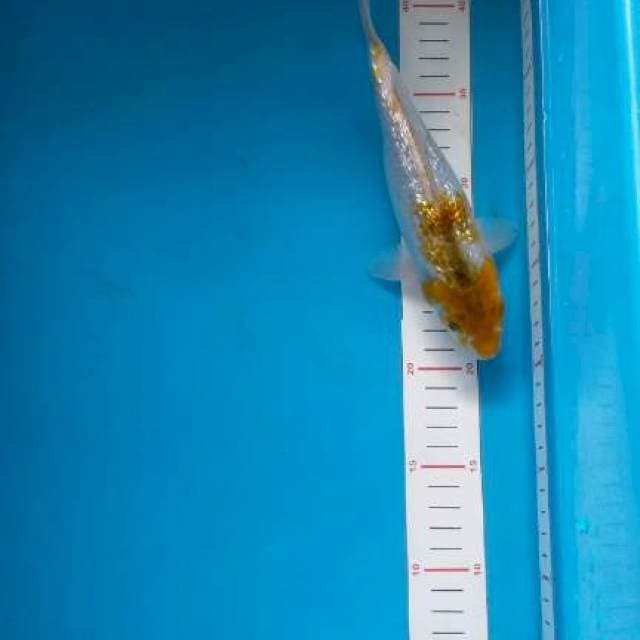 ochiba metalik 23 cm