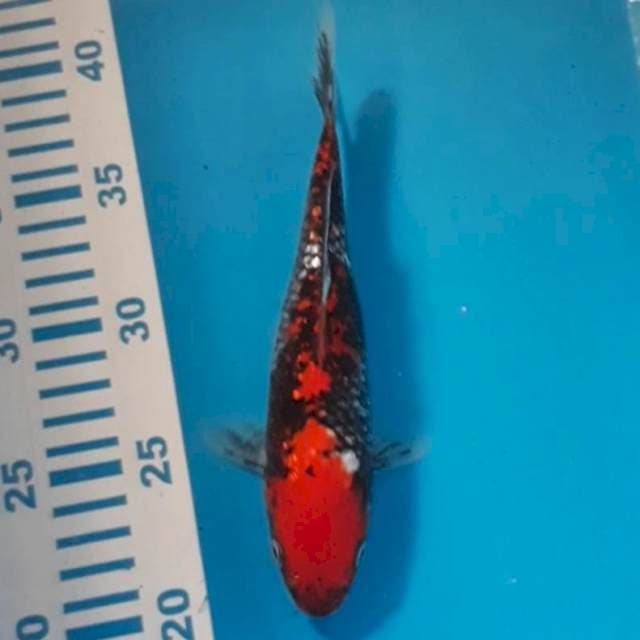 Beni Matsukawabake 20 cm