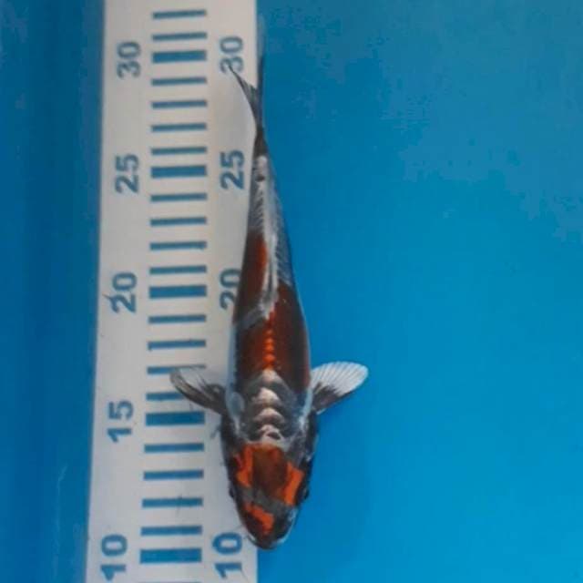 Beni Kiko 20 cm