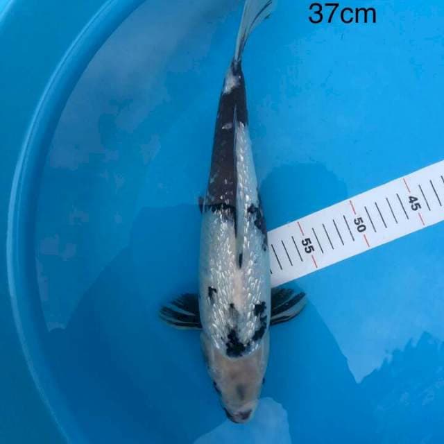 SHIRO GINRIN MUNUK 37 CM
