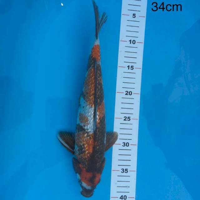 SHOWA GINRIN 34 CM