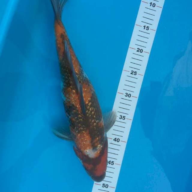 SHOWA GINRIN JUMBO 40 CM