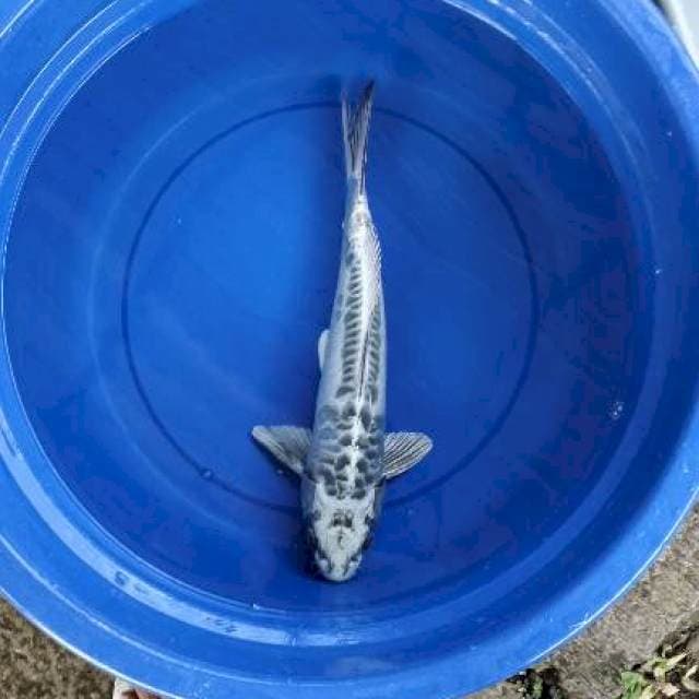 Kikokuryu 40cm