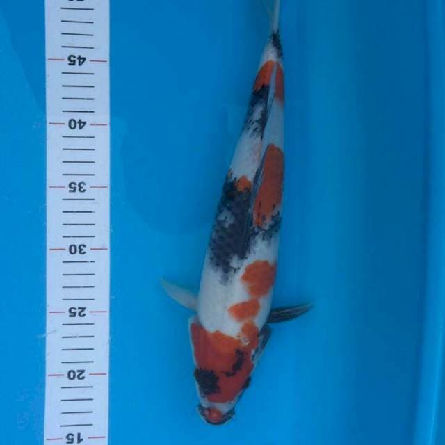 SHOWA JANTAN MUNUK 36 CM