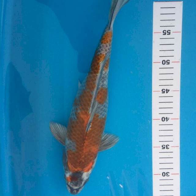 KAGE SHOWA 36 CM