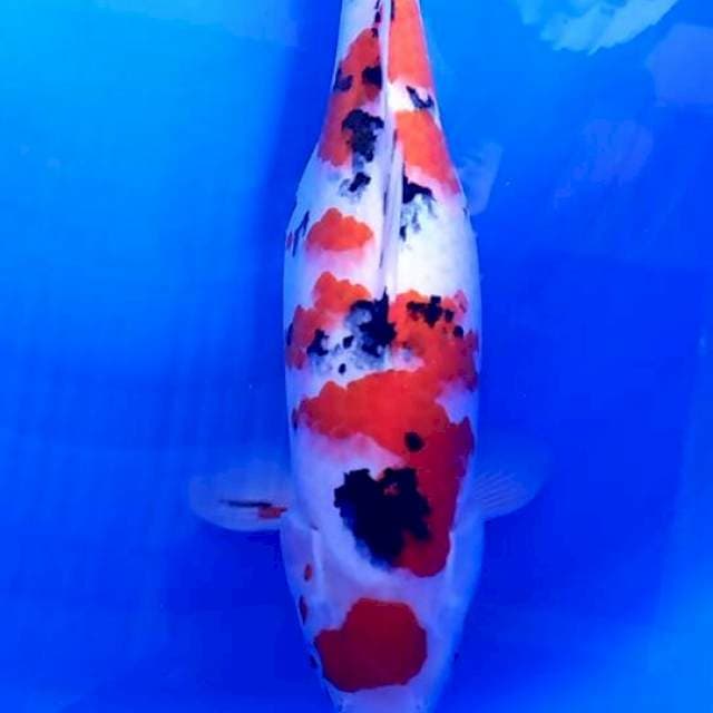 Sanke size 40cm