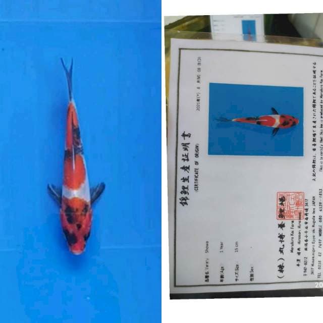 Maruhiro Showa 20cm jos bosku