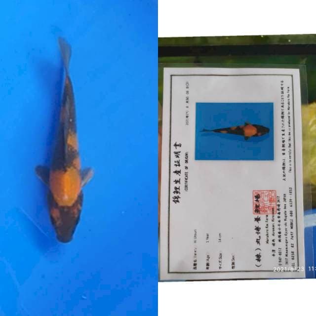 Maruhiro Hi Utsuri 20cm