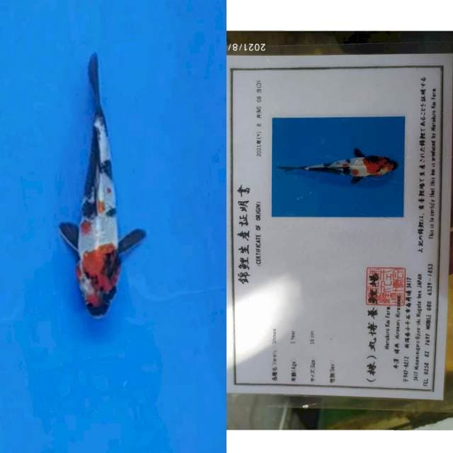 Maruhiro Showa 20cm Cakepp