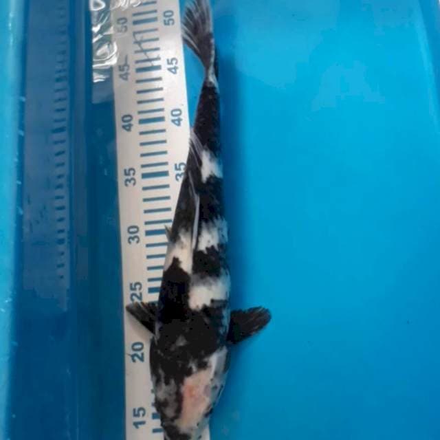 Shiro 37 cm