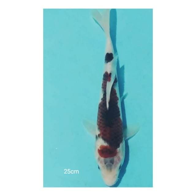 Goromo