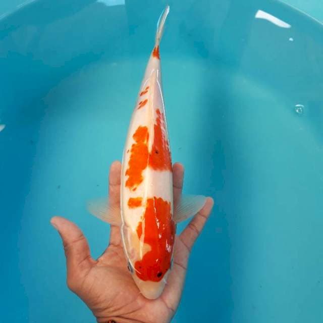 Sanke Ori 33cm
