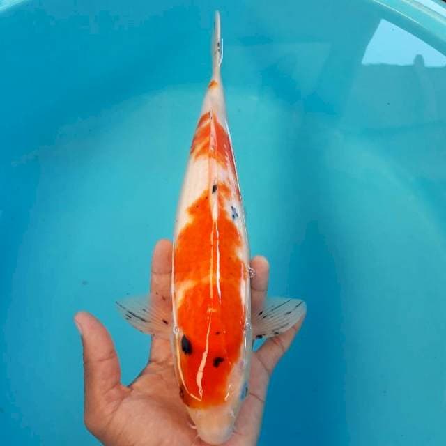 Sanke Ori 32cm