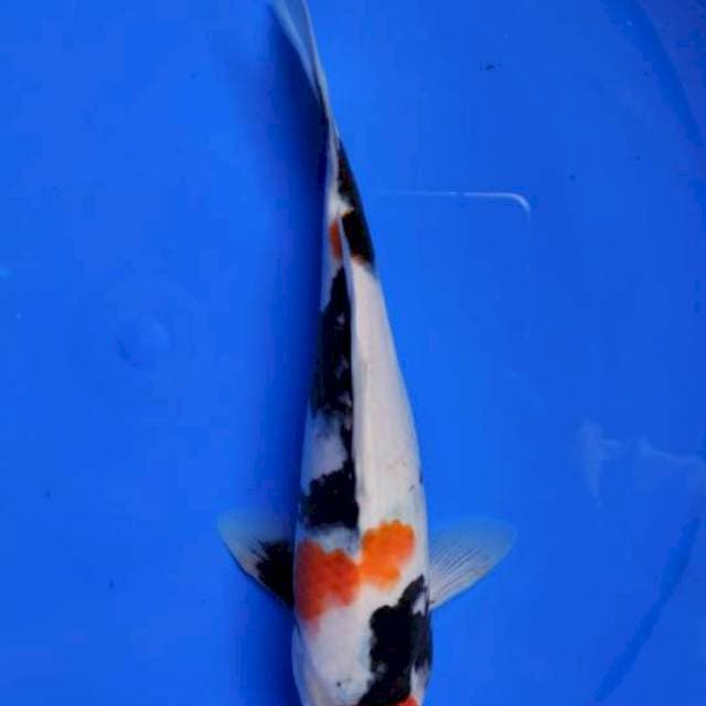 Showa 26cm